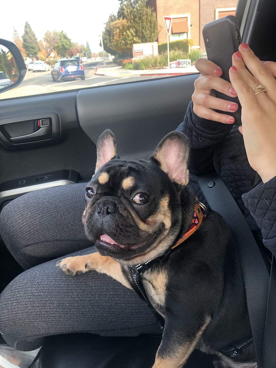 SoFaKing_Reg's tweet photo. What’s better than having 1 frenchie? .. it’s having 2 ! 😅newest addition to the family. Taking a poll for names since we’re stuck between a few. https://t.co/kg86JlF9Pi