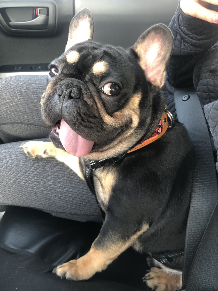 SoFaKing_Reg's tweet photo. What’s better than having 1 frenchie? .. it’s having 2 ! 😅newest addition to the family. Taking a poll for names since we’re stuck between a few. https://t.co/kg86JlF9Pi