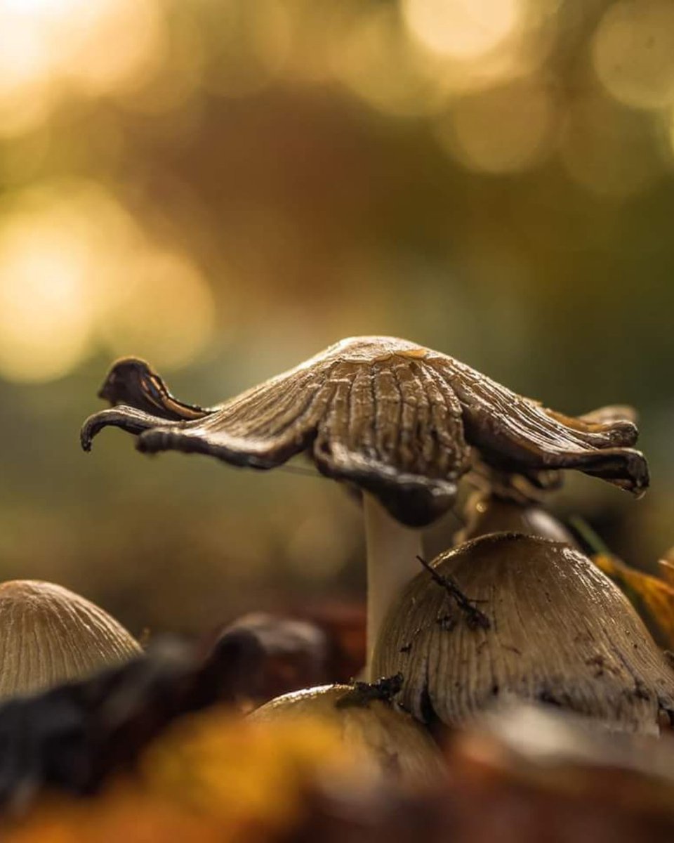 EscapesHabitat's tweet photo. Some of the beautiful autumnal nature photography captured this season at Lower Mill Estate.

#habitatfirstgroup #lowermillestate #pureadventure #livethewildlife #habitatescapes https://t.co/3wV1BBLe3R
