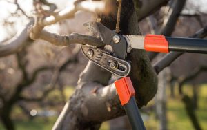 MeNutroo's tweet photo. Why To Learn About Tree ...
https://t.co/uXeMz4zr53

#AnnualSeeds #BackyardGardenIdeas #BackyardGardening #BackyardOrchard #Gardening https://t.co/DAPmZq6WI0