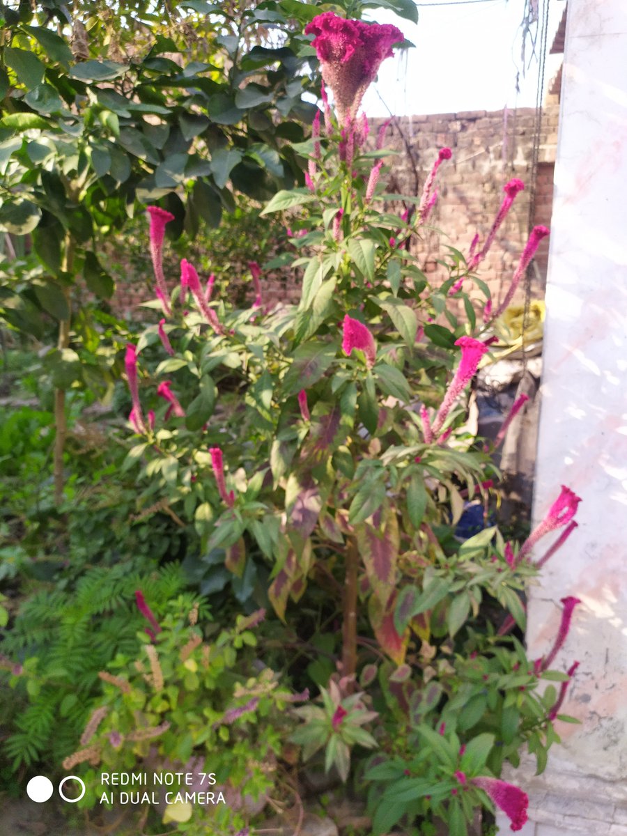 soniakh64294579's tweet photo. Look deep into nature, and then you will understand everything better.
#NaturePhotography
#AtMyHome https://t.co/QwUPG7rIbt