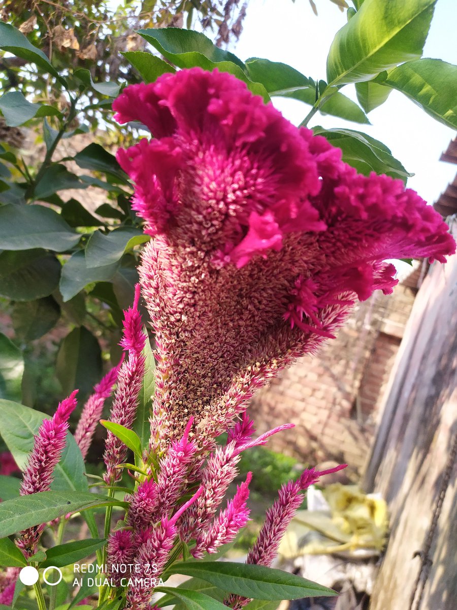 soniakh64294579's tweet photo. Look deep into nature, and then you will understand everything better.
#NaturePhotography
#AtMyHome https://t.co/QwUPG7rIbt