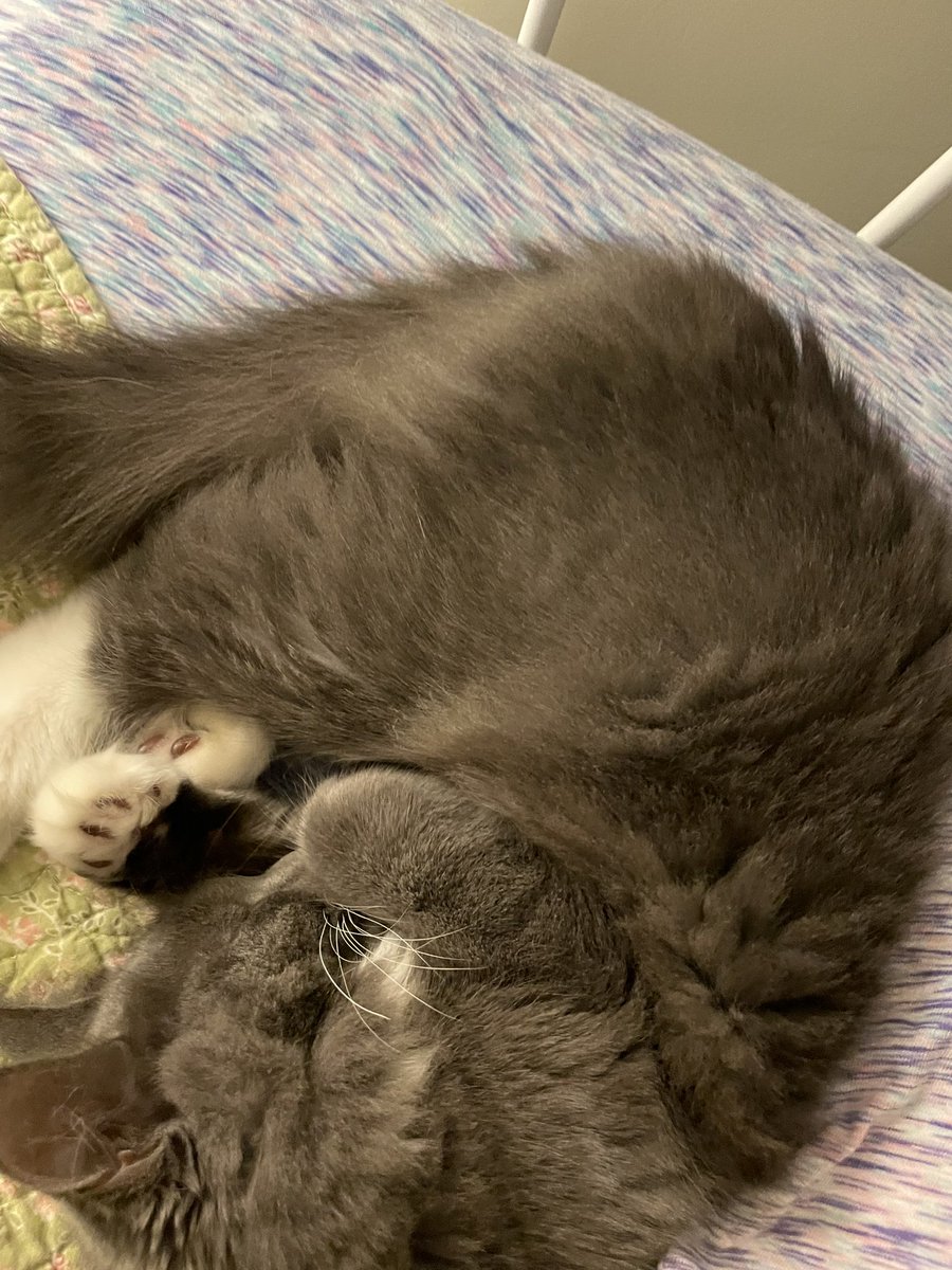 mol 🧸 tweet media