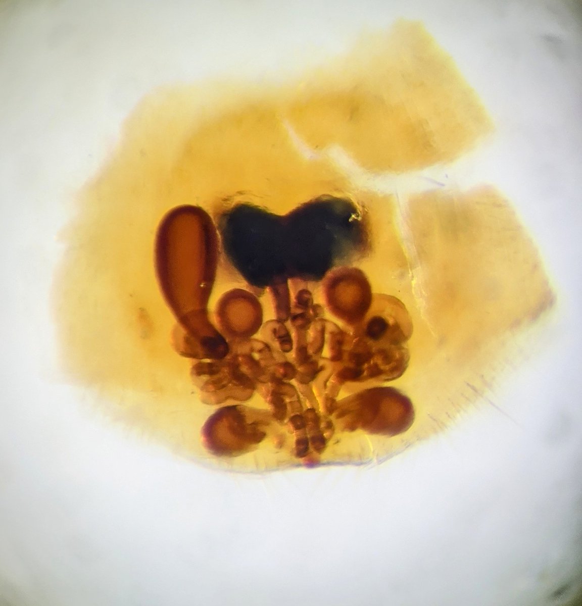 broganConBio's tweet photo. "Trachelas, Trachelas, unravel your tubes"

Week off spent following copulatory ducts of a handful of new trachelid spiders...

#SpeciesDiscovery #WhySoLong #Published2029 https://t.co/S8uJGSjx1v