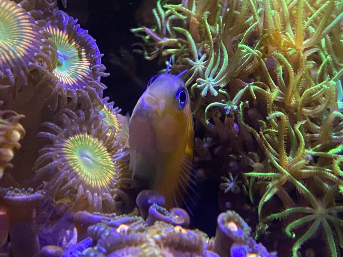 れいふぃあ Orca Sea Lover Twitter