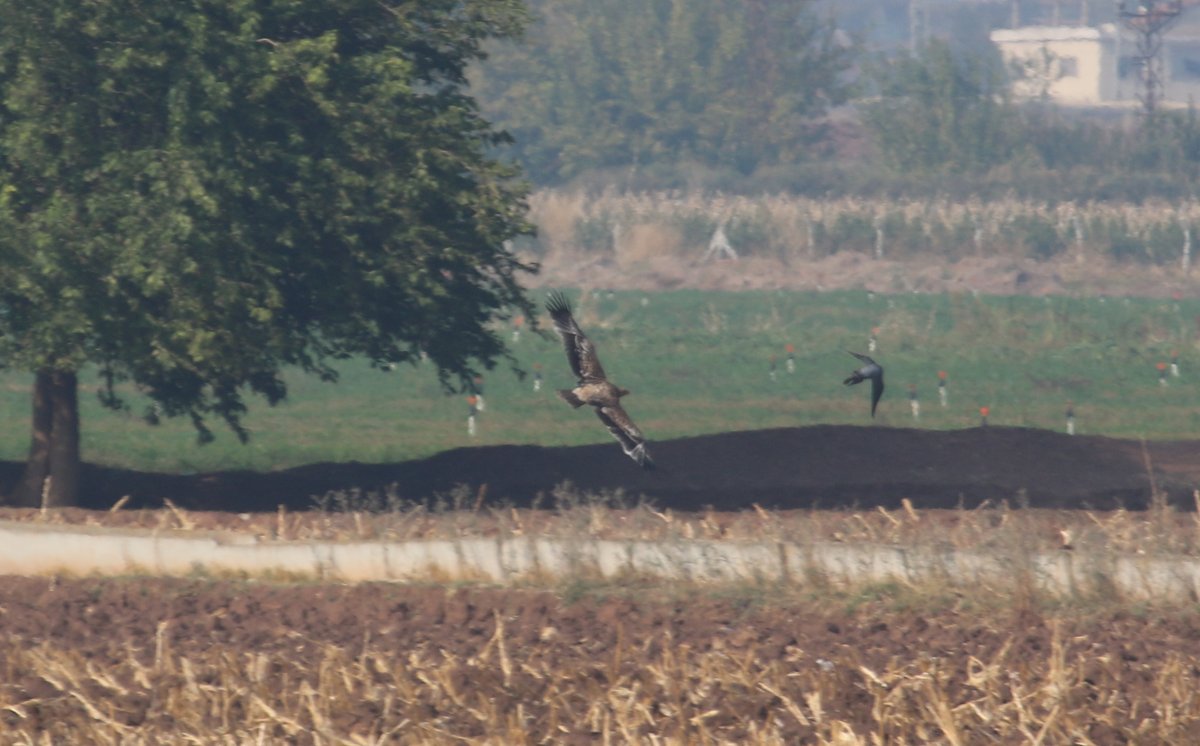Amanosbirding's tweet photo. A wintering greater spotted eagle from Hatay #greaterspottedeagle #büyükormankartalı #clangaclanga #fulvescens #birdsofprey #raptors #birdsoftwitter #raptorsoftwitter #birds #birding #birdwatching #kuşlar #kuşgözlem #hatay https://t.co/3Tim1WskCS