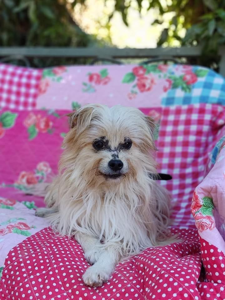 The Company of Dogs tweet media