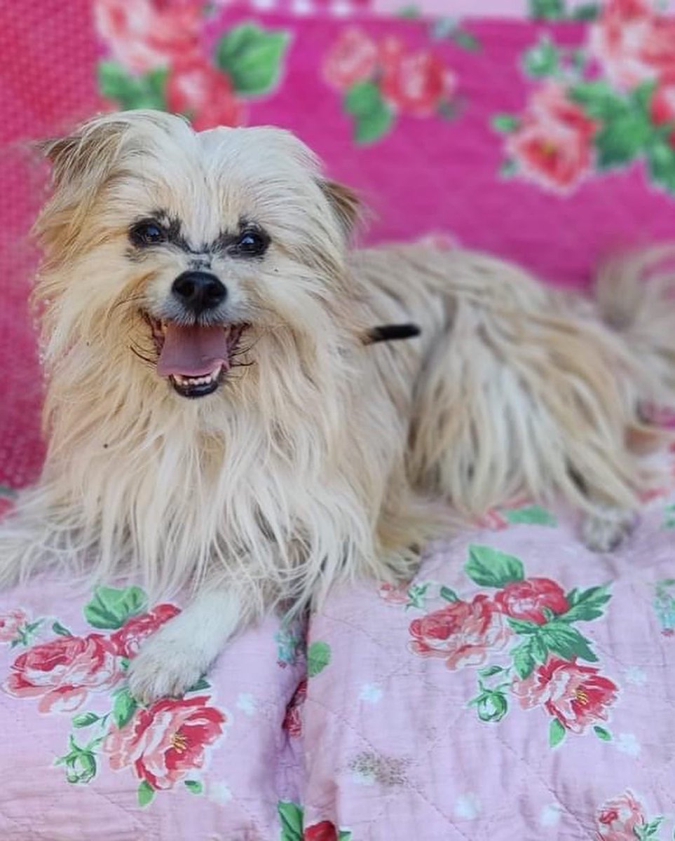 The Company of Dogs tweet media