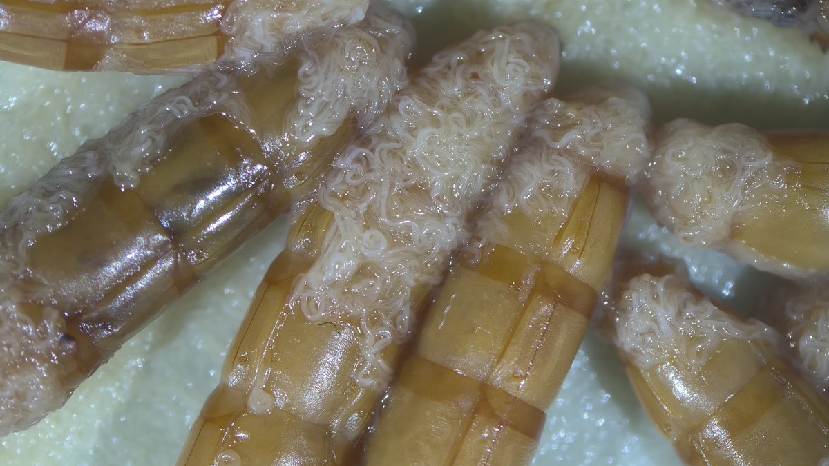 tculu's tweet image. Poor mealworms. #entomopathogenic #nematodes #biocontrol