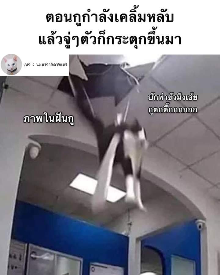 Malisa_Vtuber's tweet photo. Fact : Hypnic Jerk อาการผวาตกที่สูง 
เป็นภาวะกล้ามเนื้อกระตุกเหมือนตกจากที่สูง ที่ร่างกายรีแอคเวลาฝันว่าตกจากที่สูง หรือสาเหตุอื่นๆเช่นนอนน้อย ร่างกายทำงานหนักเกินไป หรือเครียด ใครเป็นบ่อยๆกก็ลองปรับพฤติกรรมการนอน หรือผ่อนคลายตัวเองเยอะๆนะคะ ✨✨ #maymeme https://t.co/pfwI1rLZgH