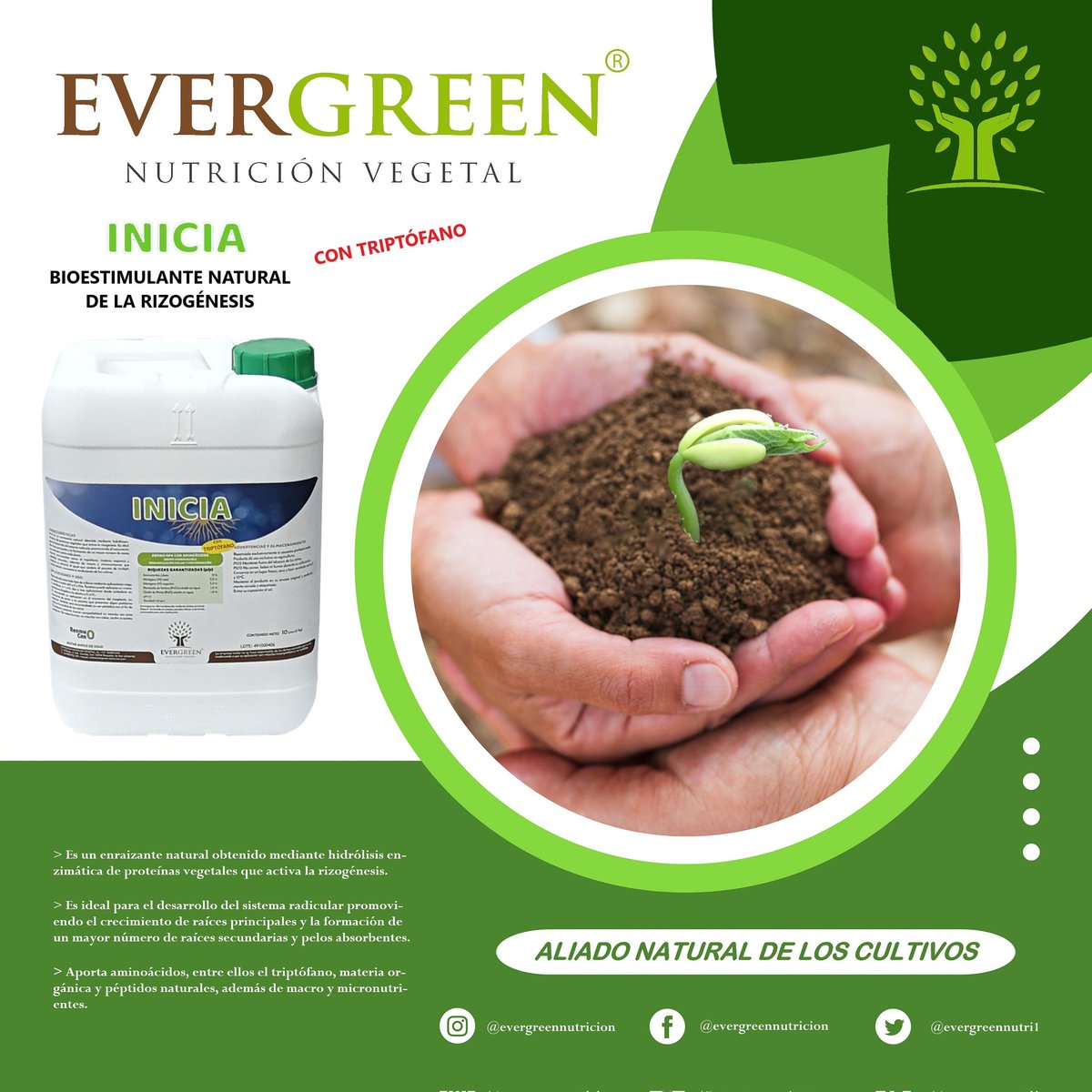 evergreennutri1's tweet photo. RAÍZ FUERTE, CULTIVO SANO
Consigue un sistema radicular con muchas #raíces secundarias y pelos absorbentes con INICIA, gracias a la presencia de #triptofano, #aminoácido precursor de la síntesis de #auxinas, el cual le confiere un potente efecto de la #rizogénesis.
#enraizante https://t.co/NnZeVXNrJV