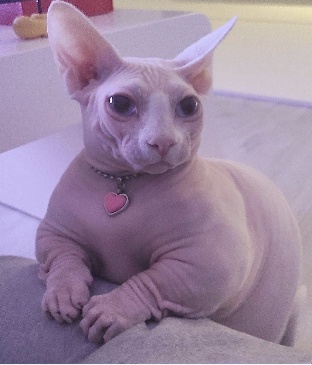 petsfess tweet picture