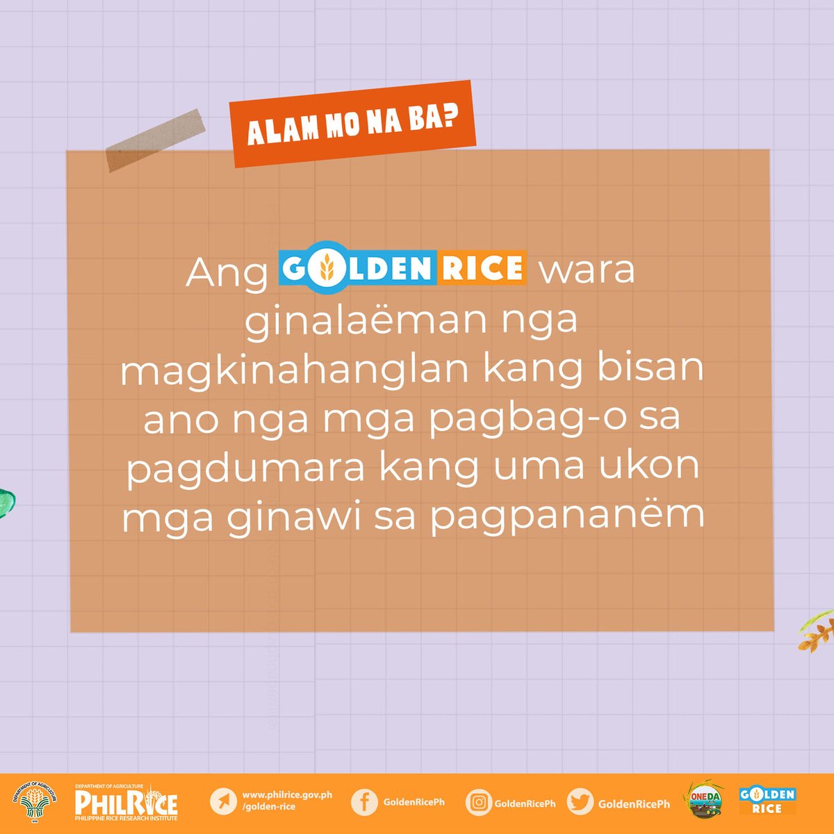 MalusogRice's tweet photo. "Ang Golden Rice wara ginalaëman nga magkinahanglan kang bisan ano nga mga pagbag-o sa pagdumara kang uma ukon mga ginawi sa pagpananëm."
#GoldenRicePh #GoldenRiceAprub #GoldenRiceAtinTo https://t.co/qDv8ZT460W