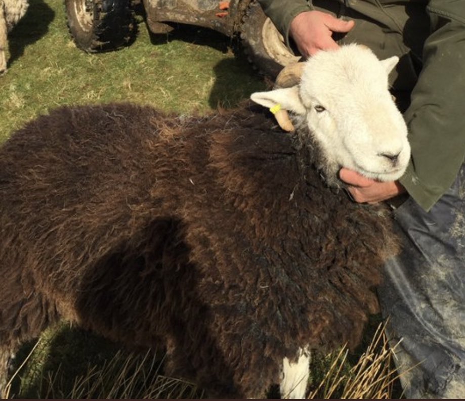 herdyshepherd1's tweet photo. Fixed your photo Rory https://t.co/AjEiueeE85