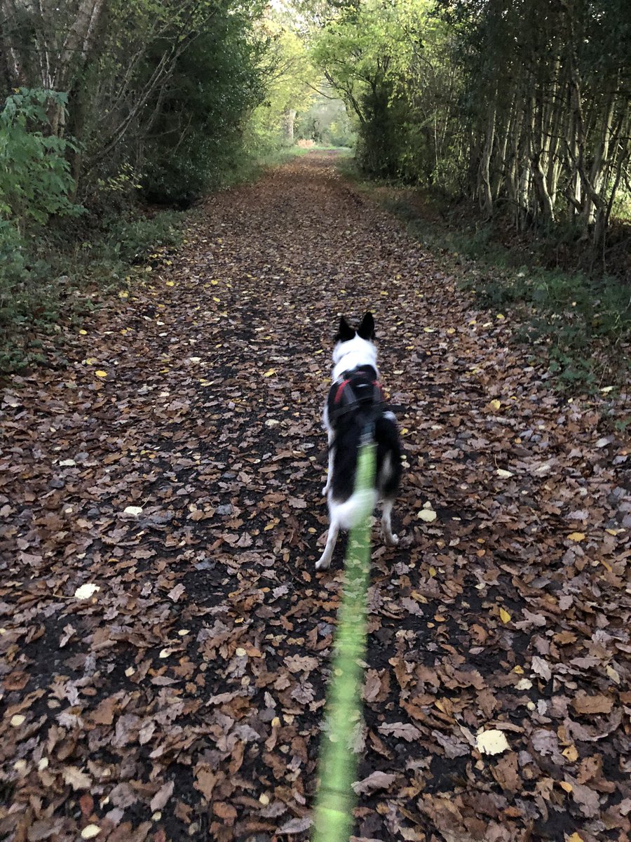 CazzSD's tweet image. See the tree roots under the carpet of leaves? No, me neither 🤦‍♀️🤣 #canicross #trailrunning #dogswhorun #autumn #autumnleaves