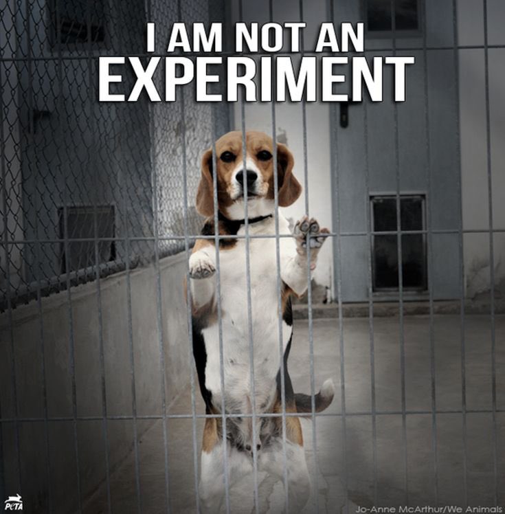 74Tonystac's tweet photo. We need the nation to all come together and fight for the ending of animal testing..we all need to come together and fight for the freedom of the beagles at MBR acres..let’s March together @campbeagleoffic @PeterEgan6 @OtlPodcasts @charliemoores @domdyer70 @JournoJane https://t.co/JCfOoAUp69