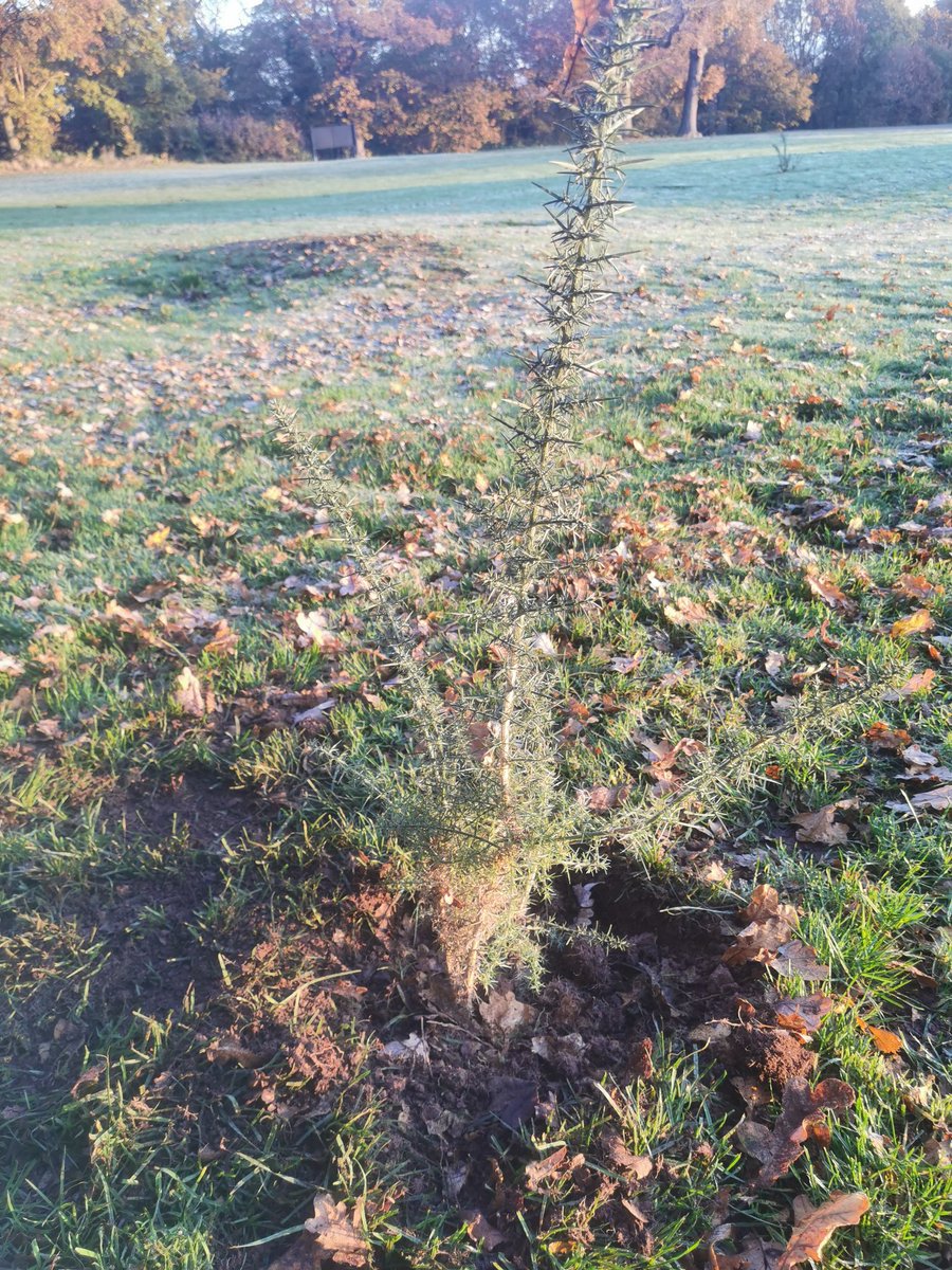 Beautiful frosty morning, we're carrying out some machine maintenance and setup first thing as well as starting to relocate some of our self setting  gorse to help divide up some of our holes 🌱⛳❄