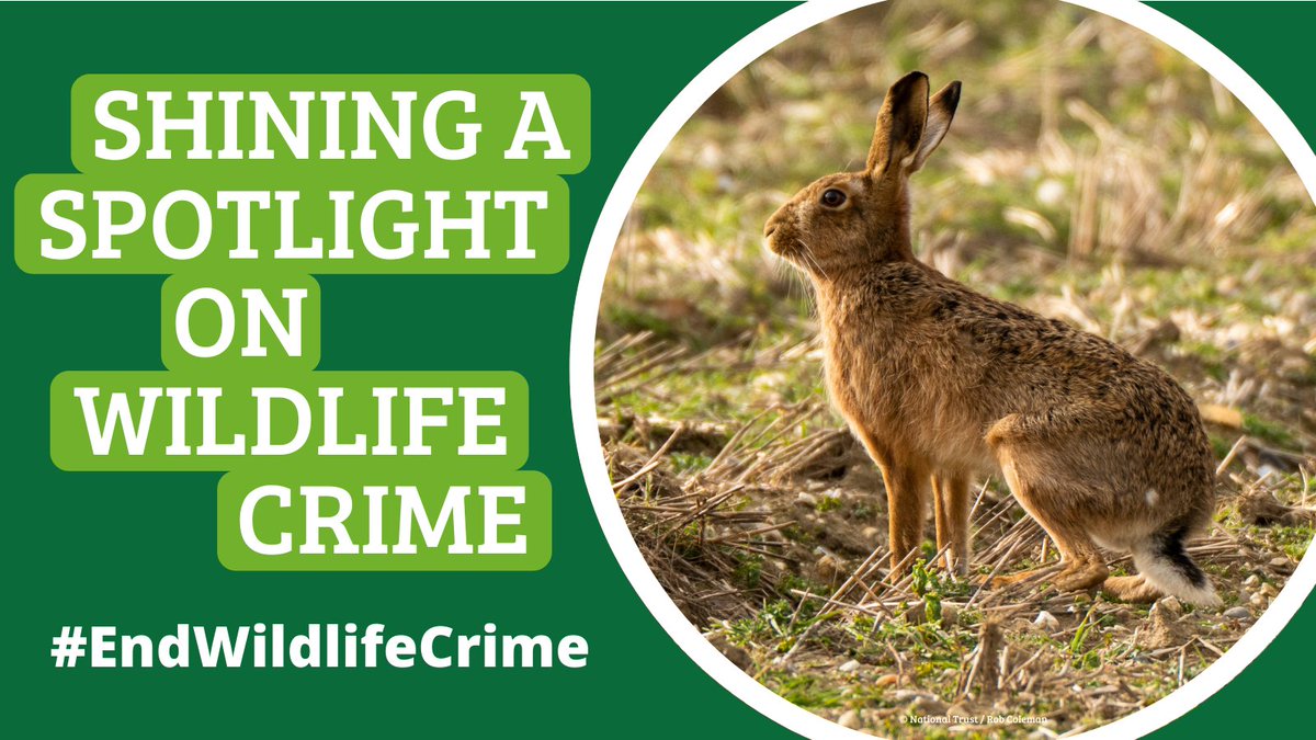 🚨 Wildlife crime revealed!
NEW REPORT shows in 2020:
*Crimes against most wildlife rose between 35-90%
*Convictions fell more than half
The system MUST change to #EndWildlifeCrime! #RT if you agree.
wcl.org.uk/wildlife-crime…
@ukhomeoffice @MoJGovUK @DefraGovUK @CPSUK @PoliceChiefs