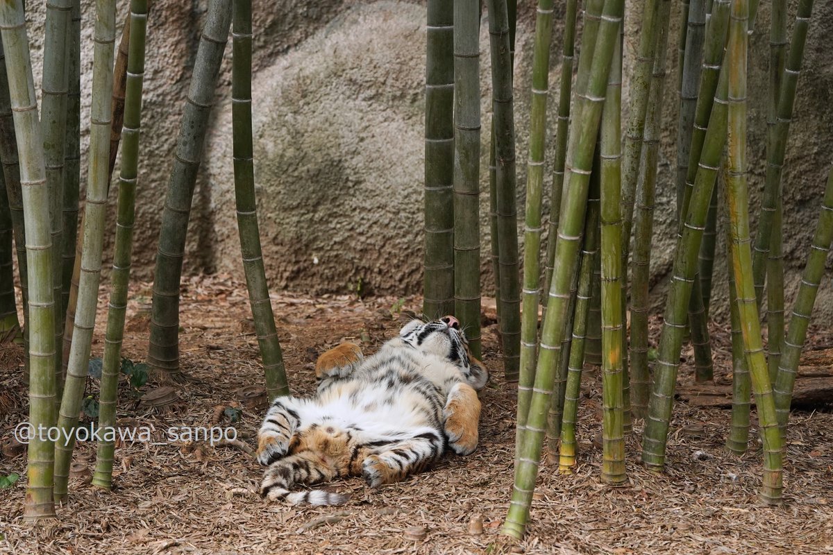 竹とトラって 最高に似合ってカッコイイですよね それはそうだけどこの写真に関しては思ってたのとだいぶ違った Togetter