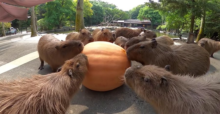 CapybaraCountry's tweet image. Thanksgiving feast