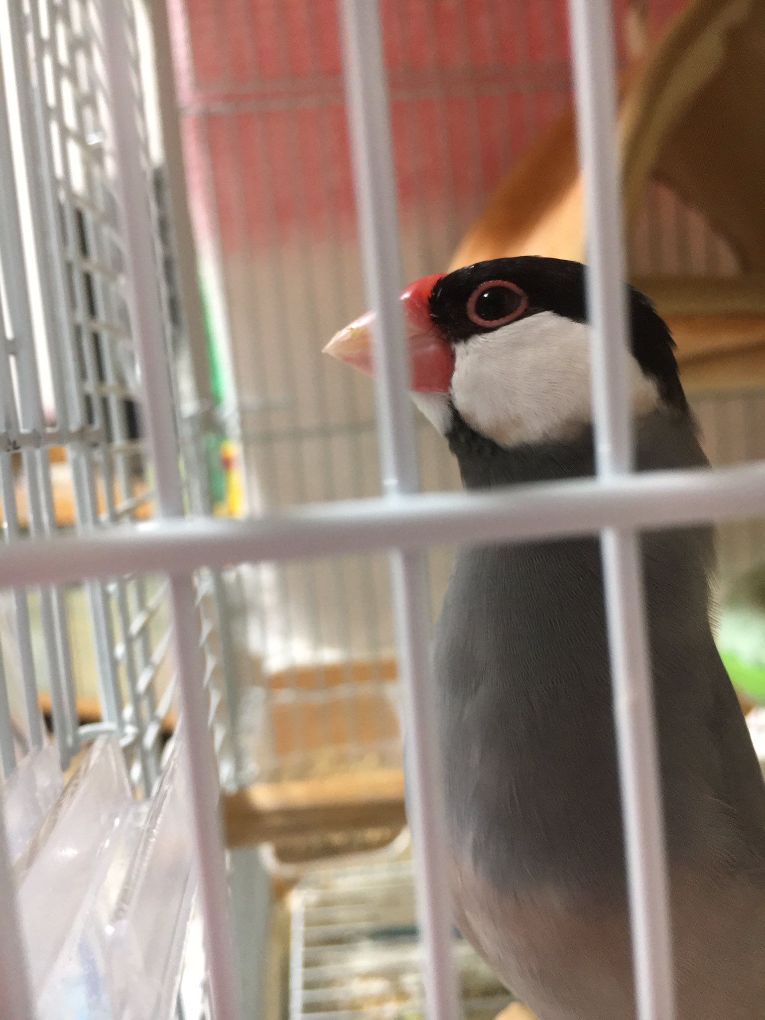 文鳥かわいい Twitter Search Twitter