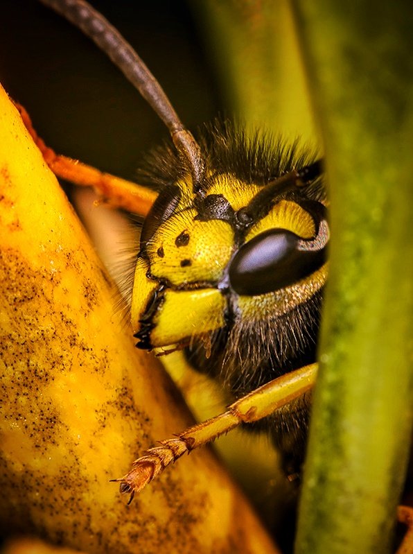 TheTiny_Earth's tweet photo. "Oh, it's you again with that Nikon!...man, you scared the heck out of me...Got goosebumps all over!" 😱😂📸🐝

#nikon #nikonphotography #nikonnofilter #Macro #photo #photography #photooftheday #NaturePhotography #nature @NikonEurope @ThePhotoHour @BumblebeeTrust @AP_Magazine https://t.co/NEFtaTP2jB