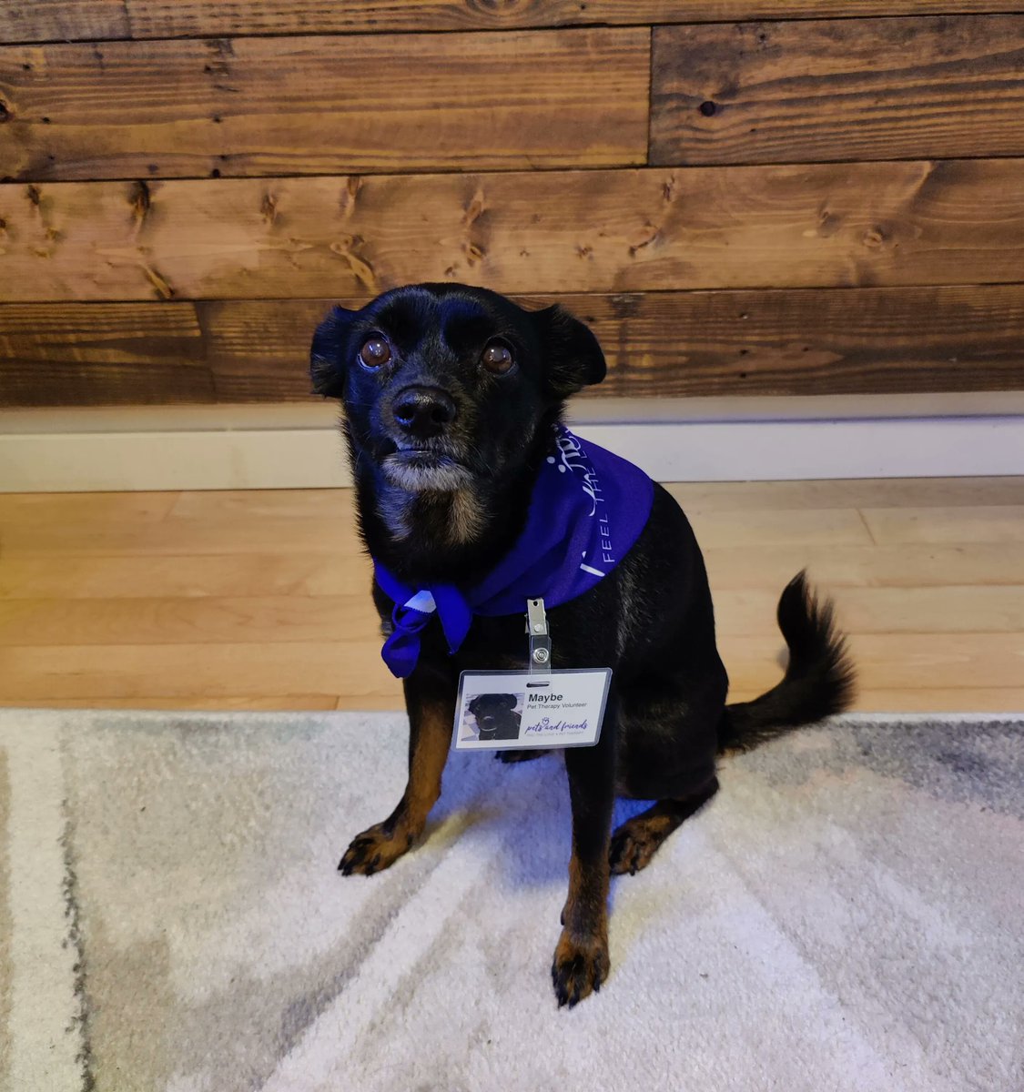 BCPetsFriends's tweet photo. Maybe, a terrier mix, is a fun-loving gentle rescue dog who hails all the way from Texas. Even at 10 years old, she still retains her sassy southern accent and insists on knowing the latest hot gossip. She's all about the cuddles and kisses and is excited to be a #therapydog. https://t.co/RdptFo0OGc