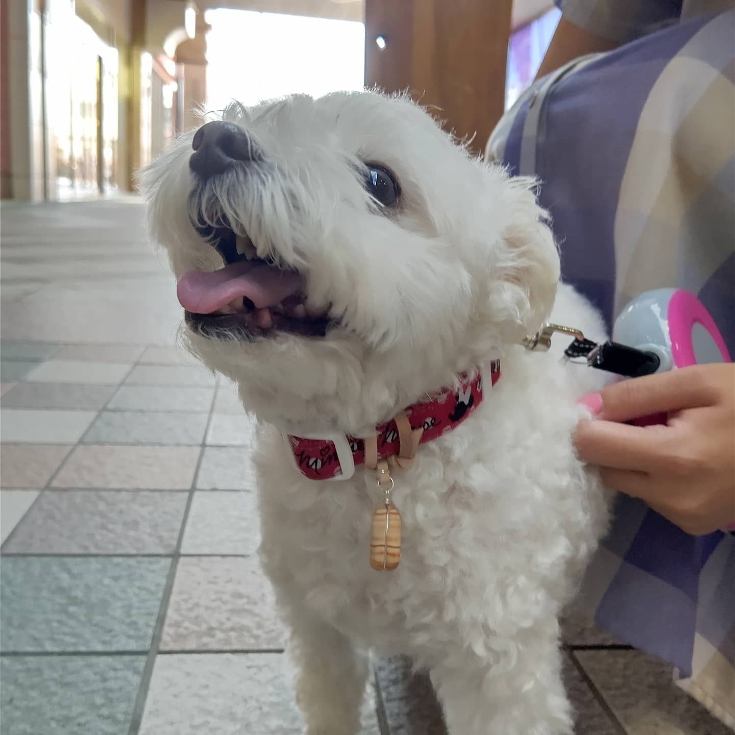 ヒバ油 Twitter Search Twitter