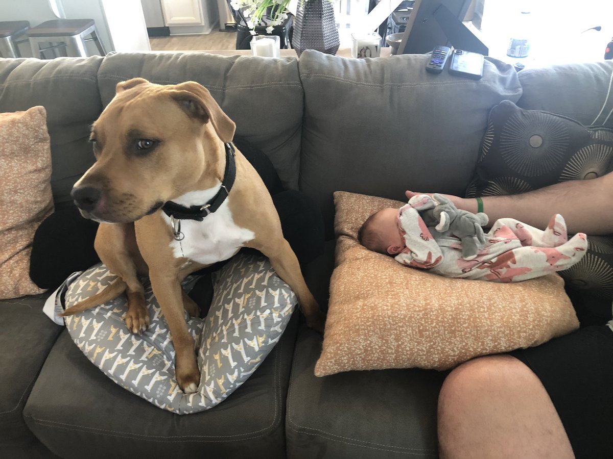 I’ve been MIA but here’s some pics of my dogs with our newborn 🥰💕

#newborn #dogsandkids #dogsincharlotte #whatamidoing
