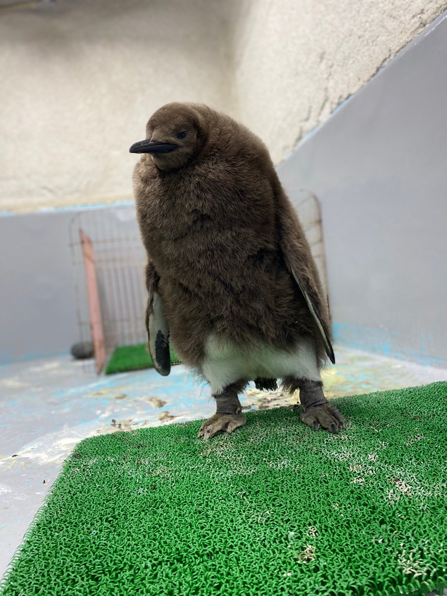 クセが強い換羽途中のペンギンのヒナが話題みたい 仙台つーしん