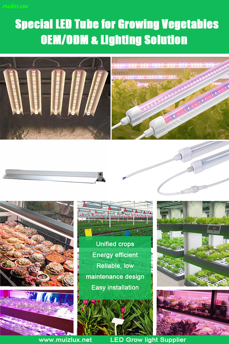 Full spectrum led tube grow strip lamp vertical farming led grow hydroponic light
#hydroponiclight #ledgrowlight #verticalfarming #ledtube #growlighting #indoorfarming #plantlighting #fullspectrum #growstrip