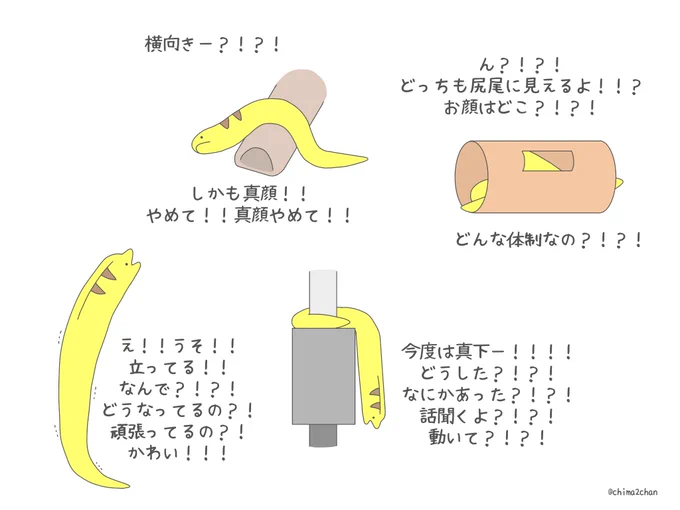 今日のウツボと、ツッコミに忙しい飼い主 