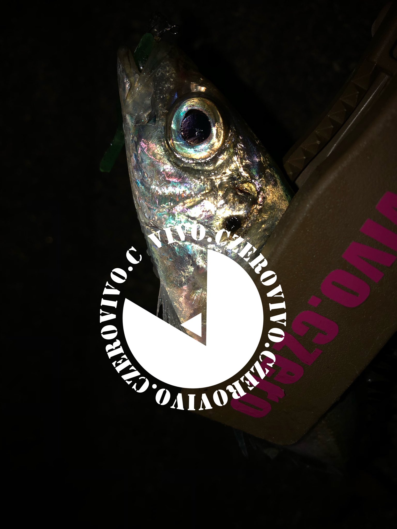 Vivo Czero アジングシーズン到来 Vivoczero ビボシーゼロ Vivoc アジング メバリング ライトソルトゲーム 釣り好きな人と繋がりたい 釣りスタグラム 釣り初心者 用 三重釣り 面白い 誰でも 何処でも 釣れる ワーム T Co