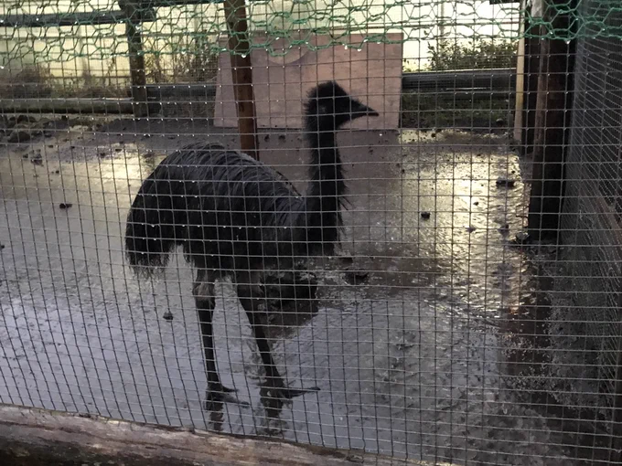 エミュー
(土砂降りだったけど傘さして屋外のエミューだけ見てきた) 