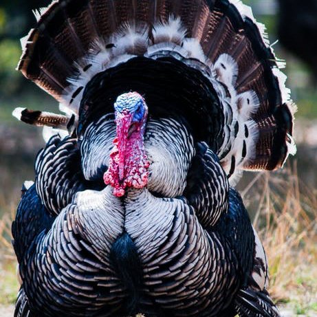 ScoutPest's tweet photo. Happy Thanksgiving! https://t.co/jM7n5nGsHv