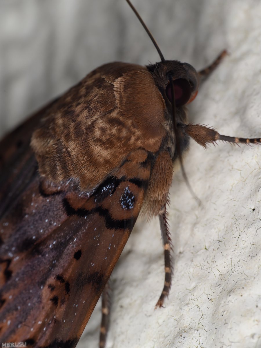 MERUSU's tweet photo. フクラスズメの翅の色、都市の光に赤らんだ夜空の色。(10/2) #photography #bugphoto #bugphotography #moth #Arcte #coerula https://t.co/lzsyTq0dky