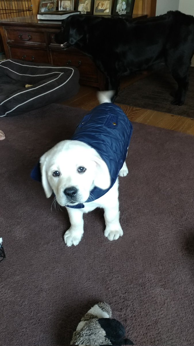 @goldenlily2017 This is Bella and she is looking smart in her coat. She is very sweet and loves to give and get kisses #BringHumorAndAnimalsBack