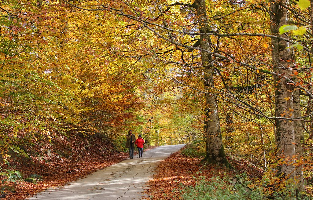 DSenderista's tweet photo. Los Paraísos-Erlán: el encanto salvaje del otoño en la Selva de Irati https://t.co/PW889XjxWq https://t.co/9yUL6noDcT