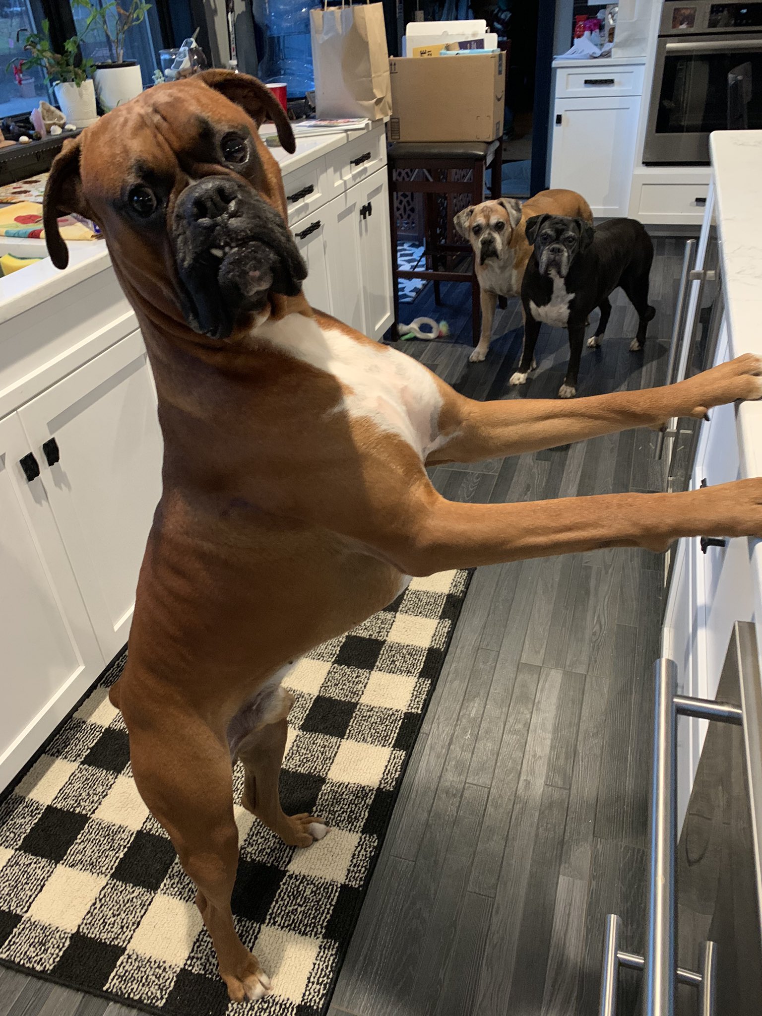 Skinny boxer puppy discount