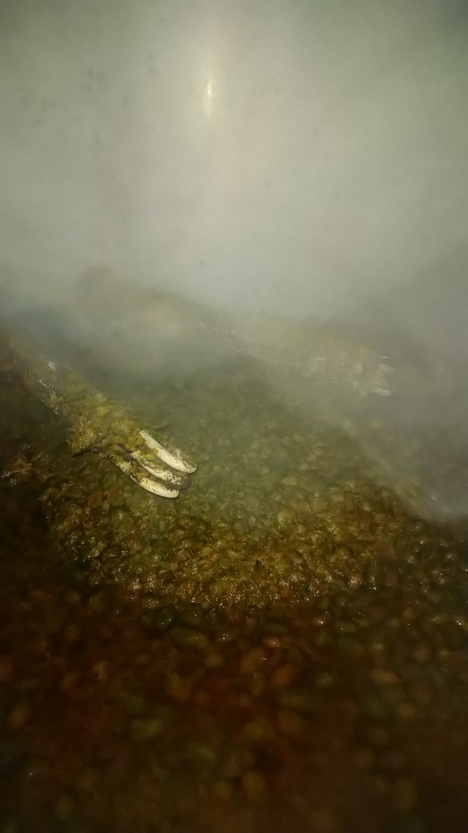 What creature emerges from a hop swamp like this? Jackson Horse! Our cooperatively brewed vegan Golden Ale is back in stock at the brewery! #Vegan #RealAle #Belper #WorkersCoOp