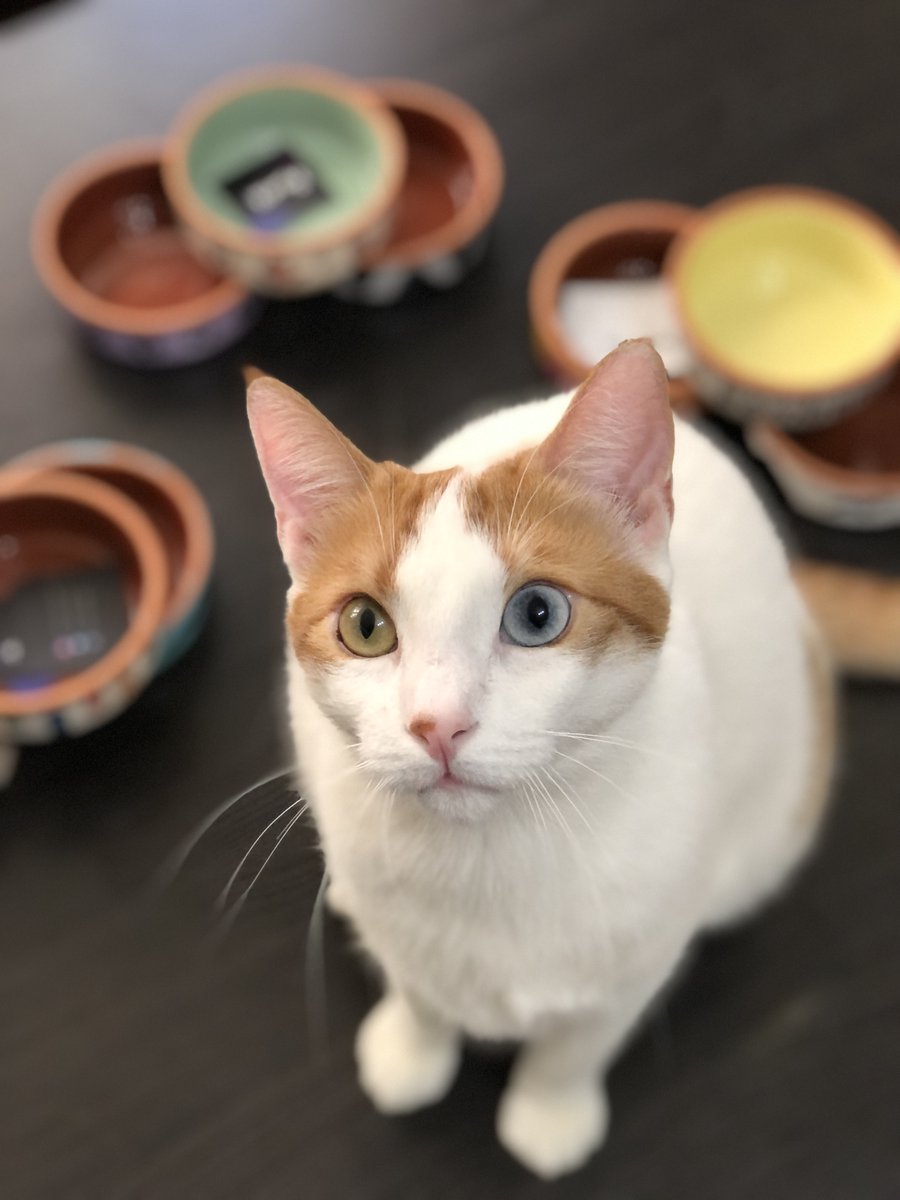 maniac_cup_tr's tweet photo. Kendine mama kabı yapılmadığını gören masum kedi Badem 😂😍#kedi #perşembe #kediler https://t.co/K0T8SmUK0A