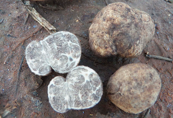 mateusdosfungos's tweet photo. Sem mais delongas nessa #MykoThread, conheçam a Tufa Sapucay (Tuber floridanum), encontrada no sul do Brasil.
📸Grupe II et al. 2018 https://t.co/v2IPVkxsU2