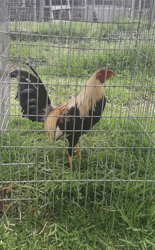 gallosfinosA's tweet photo. Nuevas aves para el próximo año🐓🐓✅ https://t.co/IiH8cwAoUJ