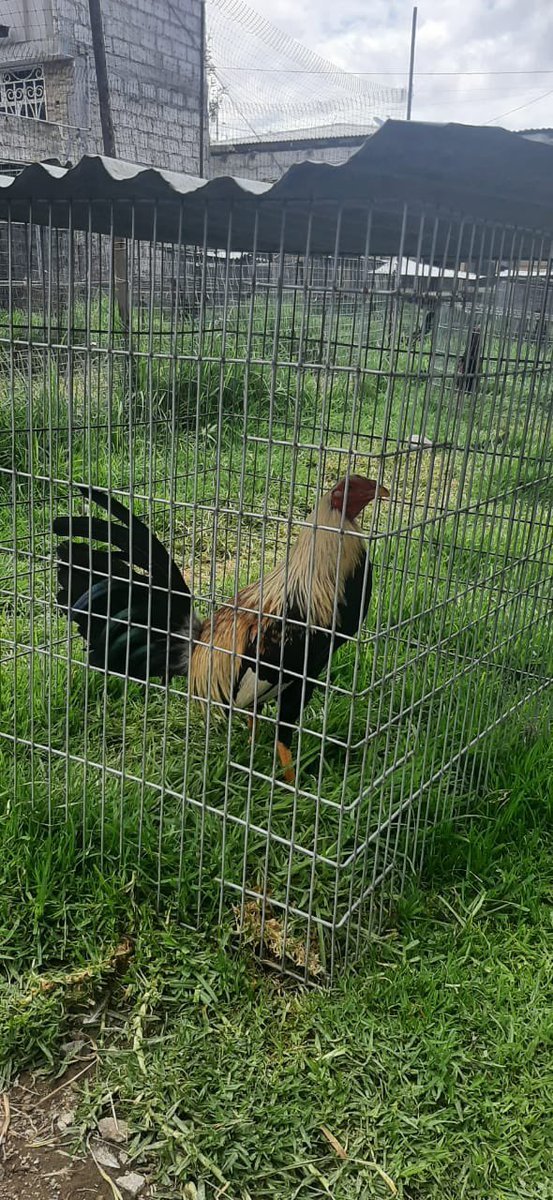 gallosfinosA's tweet photo. Nuevas aves para el próximo año🐓🐓✅ https://t.co/IiH8cwAoUJ