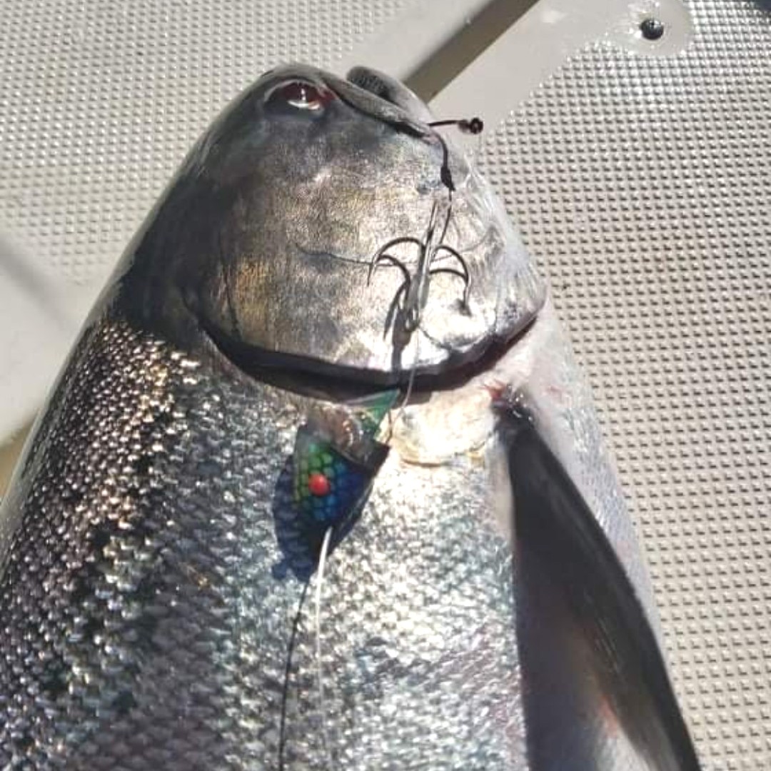 ReelBCFishing's tweet photo. The #GibbsDelta Rhys Davis UV Herring Aid Teaser Head has been my personal go-to number 1 producing teaser head since its conception. It works its magic in many different light and water conditions. A must try! - Owner, Adrian O'Connor
Gibbs Delta Tackle #wefishhere #fishinglures https://t.co/kx6r3LFDts