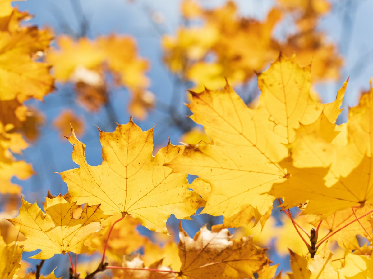 To all our High 5 friends, a very Happy Thanksgiving wish to you all. We'll be closed through the weekend and will reopen on Monday. Stay safe and well and make it a wonderful holiday!