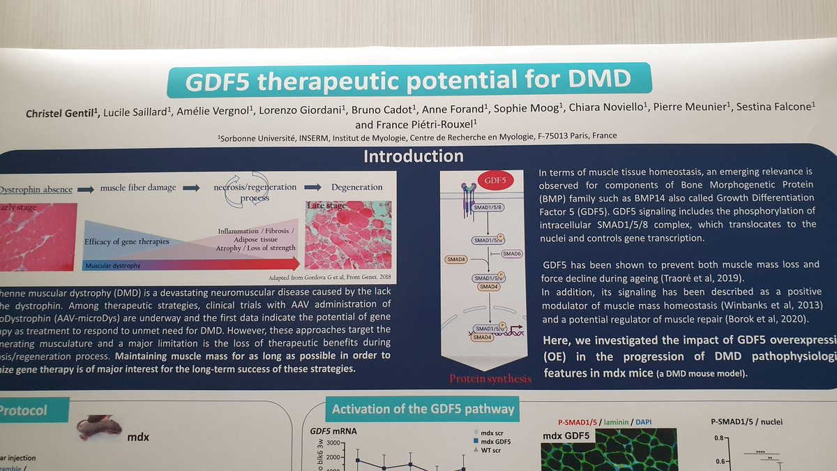 Inst_Myologie's tweet photo. #JSFM2021 Poster session. P54 AAV-microDystrophin and AAV-GDF5: a combined treatment to optimize DMD therapy. C. Gentil, L. Saillard, @AmelieVergnol, @LM_Giordani, @cadotbru, A. Forand, S. Moog, P. Meunier, @sfcsvc @PietriRouxel @researchmyology #DMD #GDF5 #microdystrophin #AAV https://t.co/JWoT1B8mhh