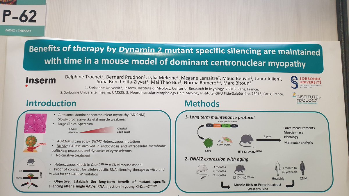 Inst_Myologie's tweet photo. #JSFM2021 Poster session. P62 Benefits of therapy by Dynamin 2 mutant specific silencing are maintained with time in a mouse model of dominant centronuclear myopathy by Delphine Trochet, B. Prudhon, @BeuvinMaud, Laura Julien, @sziyyat, Mai Thao Bui, @NormaBeatrizR20, @marcbitoun https://t.co/BcJs6PLjFH