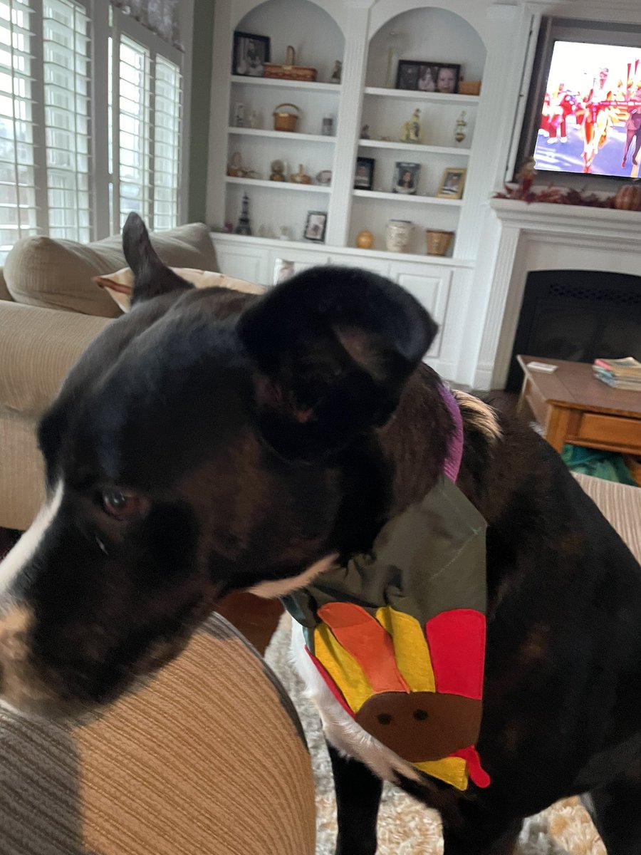 Ironspot's tweet photo. Keaton has new bandanna for Thanksgiving form https://t.co/jJMdm6R3P6 #TDCBS https://t.co/lGBhv2TWzc