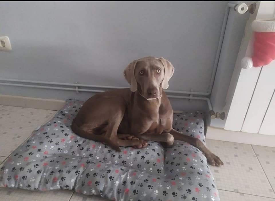 amor_animal015's tweet photo. CASO EXTERNO:

Aria es hembra y tiene 2 años y medio es muy activa y necesita salir mucho a la calle. 
Es compatible con machos pero no con hembras
Está castrada
Está en Montijo (Badajoz) pero puede viajar
Contacto: 658225630 ( solo atendemos WhatsApp)
Se agradece difusión 🙏 https://t.co/zmO3Zd587d